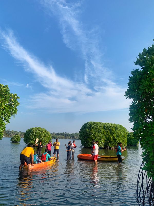 Kayaking through mangrove tunnels in Kannur
