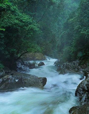 Wildlife and nature around Meenmutty Waterfalls, Aralam