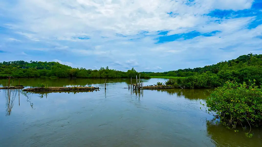 Lush green walking trail inside Vellikkeel Eco-Park, Kerala
